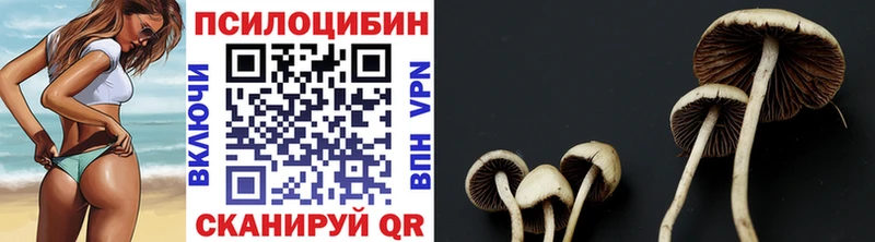 что такое   Венёв  Галлюциногенные грибы Psilocybine cubensis 